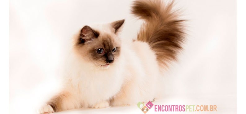 Dicas de Nomes para Gatas Fêmeas