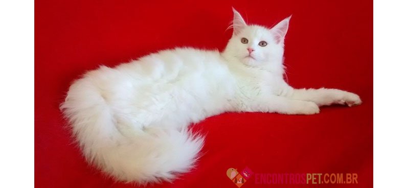 Dicas de Nomes para Gatas Fêmeas