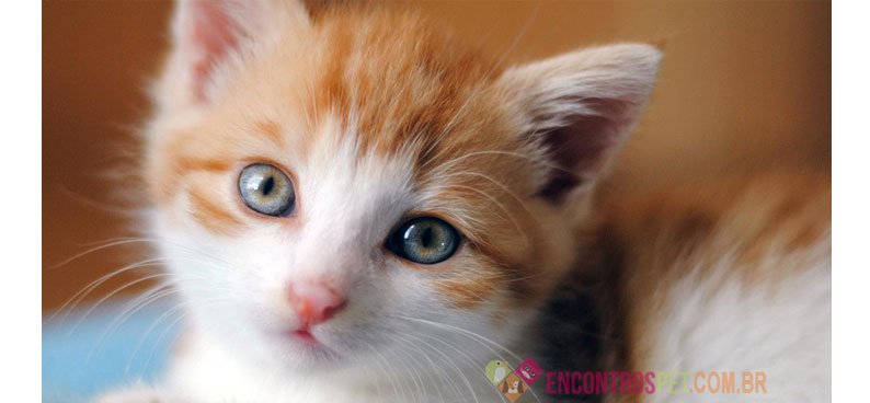Dicas de Nomes para Gatas Fêmeas
