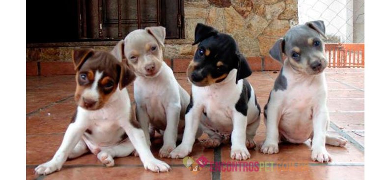Cachorro Fox Paulistinha ou Terrier Brasileiro