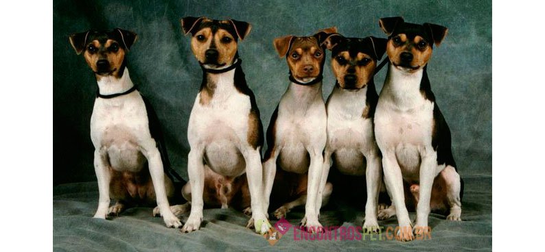 Cachorro Fox Paulistinha ou Terrier Brasileiro
