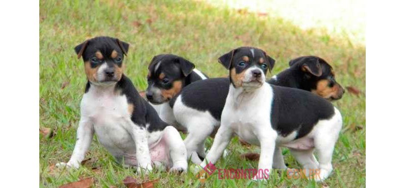 Cachorro Fox Paulistinha ou Terrier Brasileiro