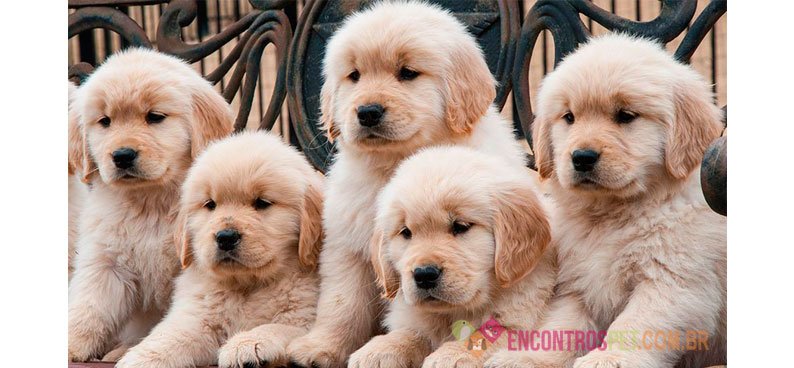 Guia-de-racas-Golden-Retriever
