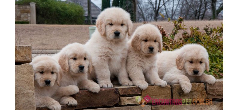 Cachorro Golden Retriever: Preço, Características