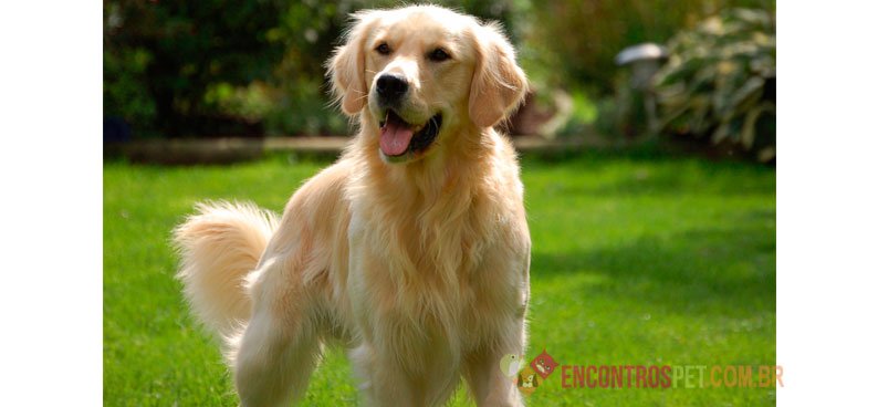 Cachorro Golden Retriever: Preço, Características