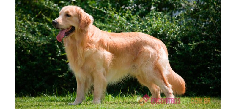 Cachorro Golden Retriever: Preço, Características