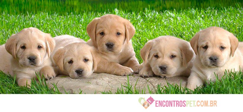 Cachorro Labrador: Preço Filhote, Características