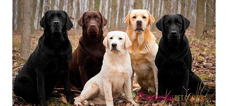 Cachorro Labrador: Preço Filhote, Características