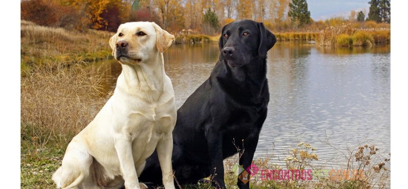 Cachorro Labrador: Preço Filhote, Características