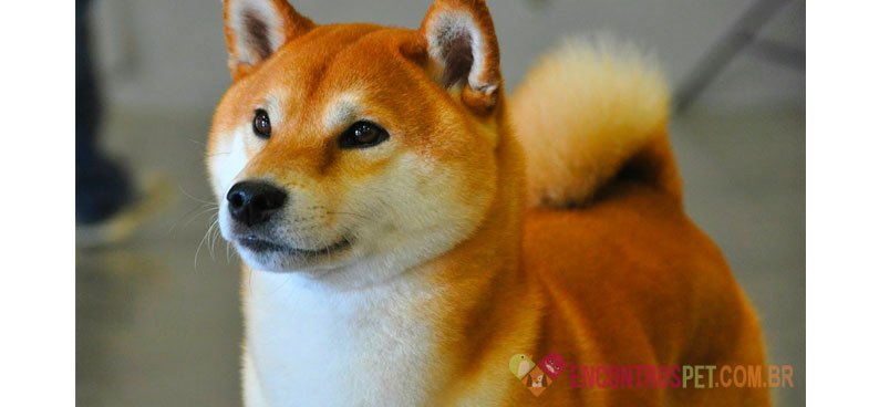 Cachorro Shiba Inu: Preço, Características