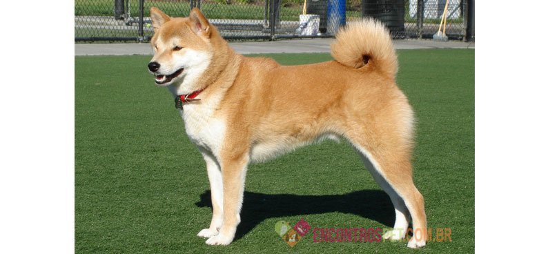 Cachorro Shiba Inu: Preço, Características