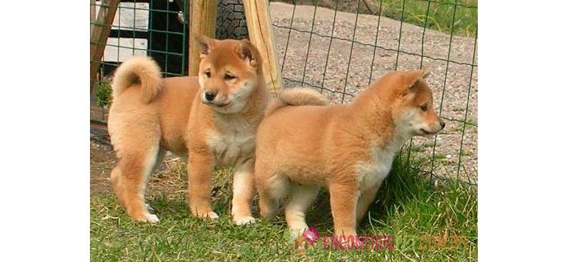 Cachorro Shiba Inu: Preço, Características