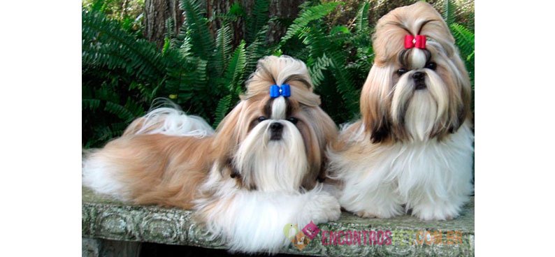 Cachorro Shih Tzu: Preço, Características