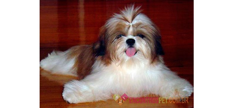 Cachorro Shih Tzu: Preço, Características