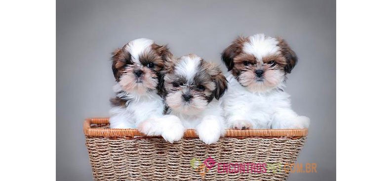 Cachorro Shih Tzu: Preço, Características