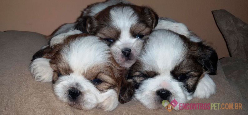 Cachorro Shih Tzu: Preço, Características