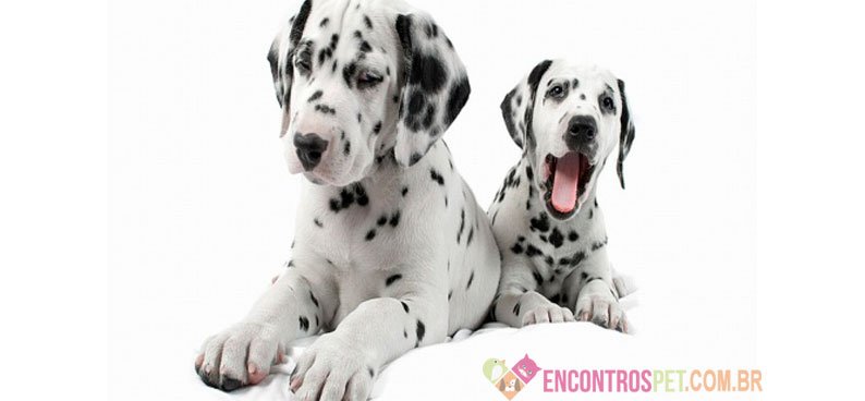 Cachorro-Dálmata-Características-Preço-Filhote