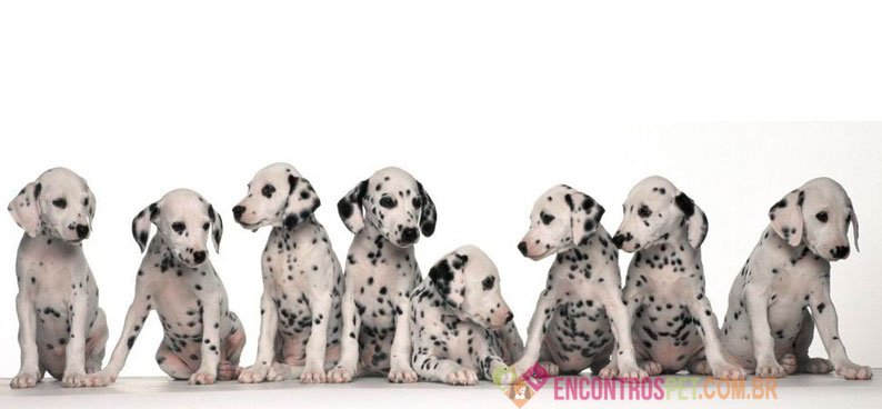 Cachorro-Dálmata-Características-Preço-Filhote