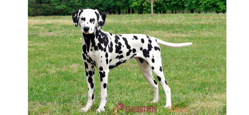 Cachorro-Dálmata-Características-Preço-Filhote