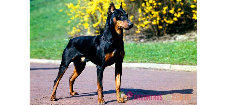 Cachorro Doberman: Preço Filhote, Características
