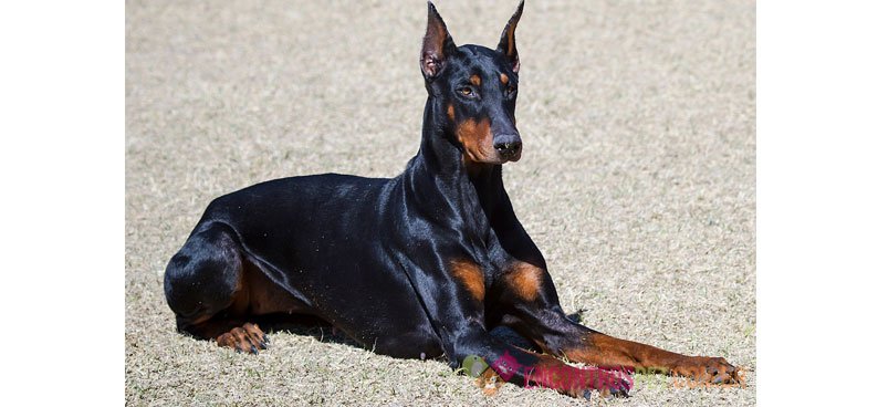 Cachorro Doberman: Preço Filhote, Características