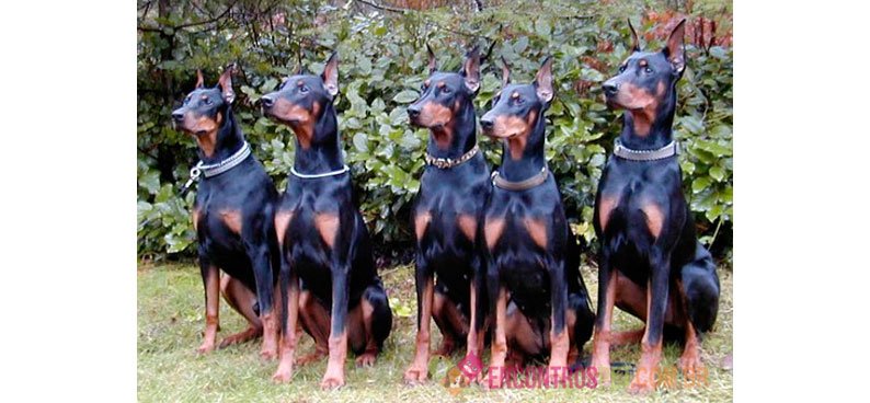 Cachorro Doberman: Preço Filhote, Características
