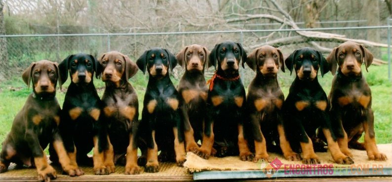 Cachorro Doberman: Preço Filhote, Características