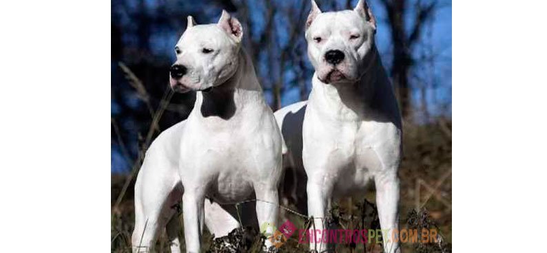 Cachorro Dogo Argentino: Preço, Características