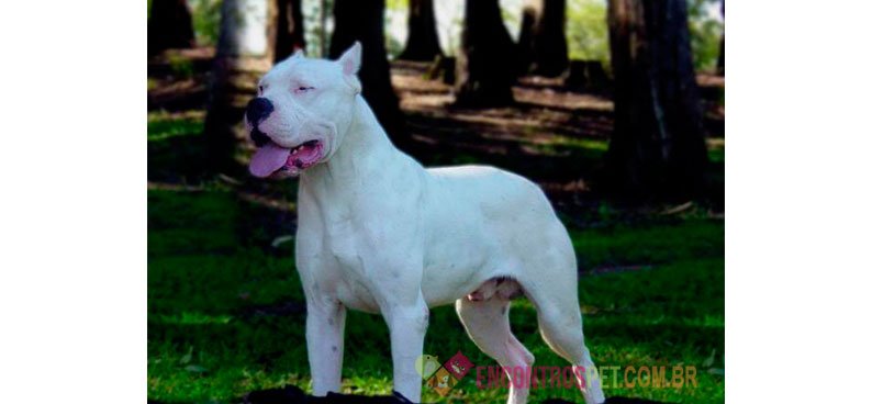 Cachorro Dogo Argentino: Preço, Características
