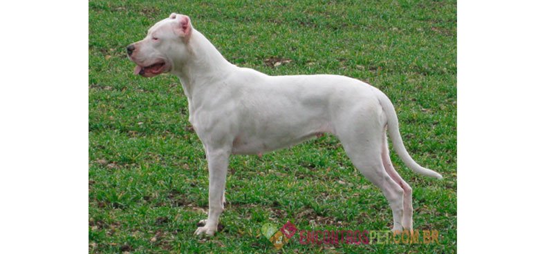 Cachorro Dogo Argentino: Preço, Características