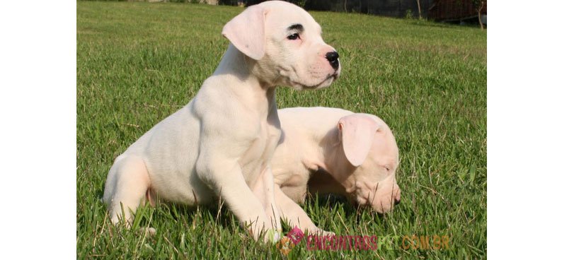 Cachorro Dogo Argentino: Preço, Características