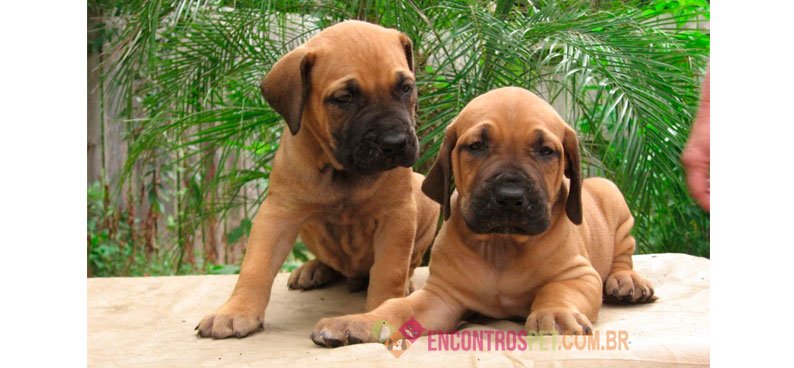 Cachorro Fila Brasileiro