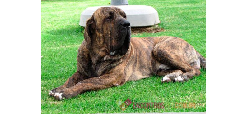 Cachorro Fila Brasileiro