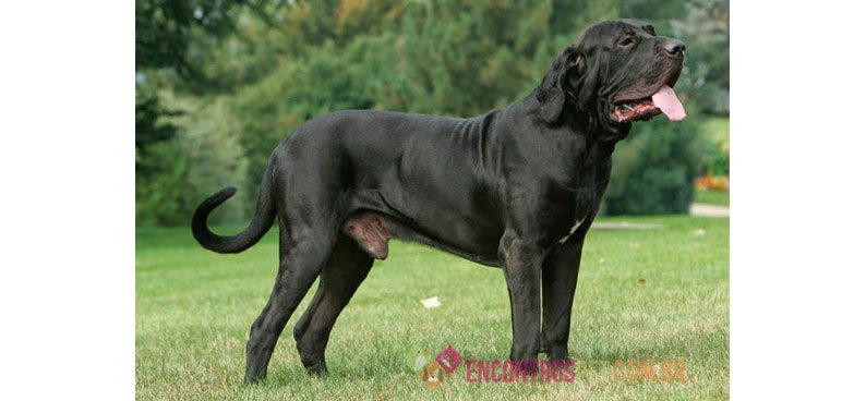 Cachorro Fila Brasileiro