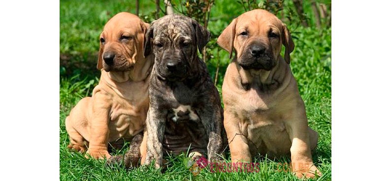 Cachorro Fila Brasileiro
