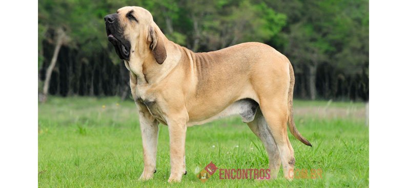 Cachorro Fila Brasileiro