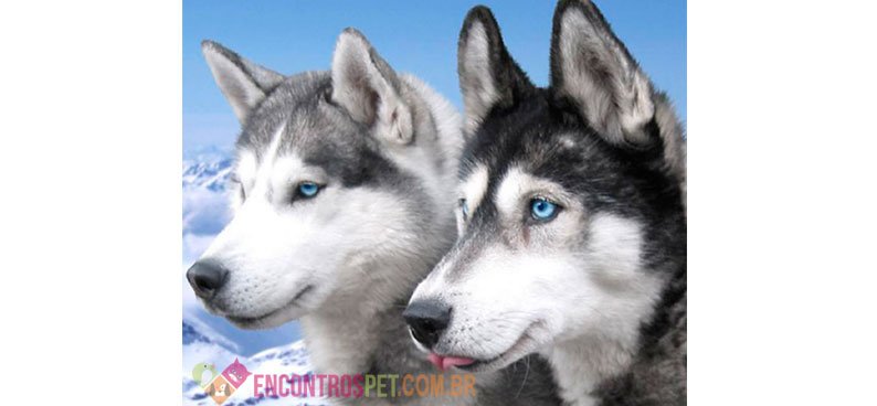 Cachorro Husky Siberiano: Preço, Características
