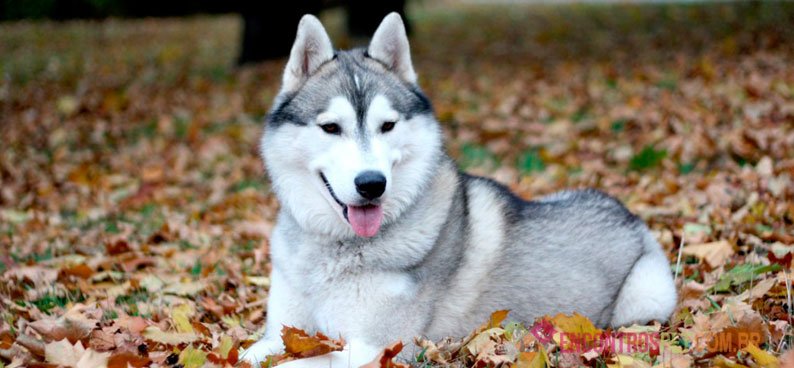 Cachorro Husky Siberiano: Preço, Características