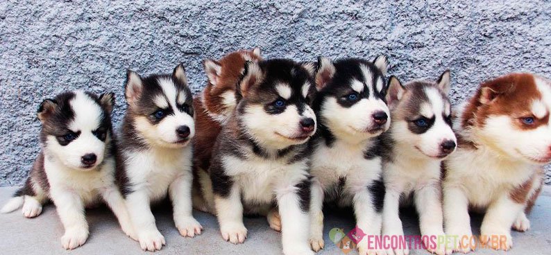 Cachorro Husky Siberiano: Preço, Características