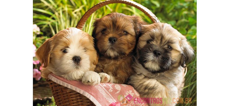 Cachorro Lhasa Apso: Preço, Características