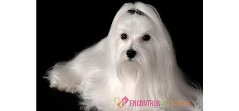 Cachorro Maltês: Preço, Temperamento e Cuidados