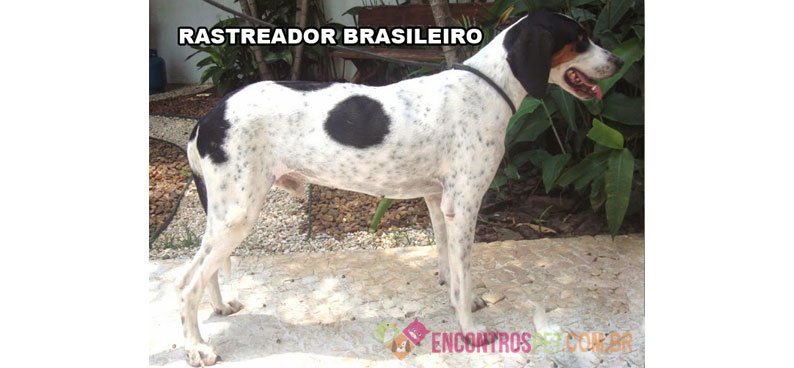 Cachorro Rastreador Brasileiro: Urrador Americano