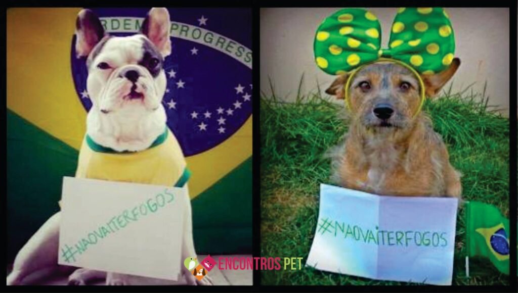 Como Acalmar Cachorro com Medo de Fogos ou Trovões? Como Acalmar Cachorro com Medo de Fogos ou Trovões?