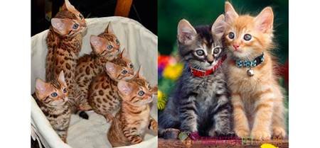 Dicas de Nomes para Gatos Machos