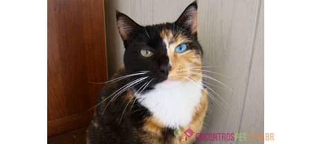 Dicas de Nomes para Gatos Machos