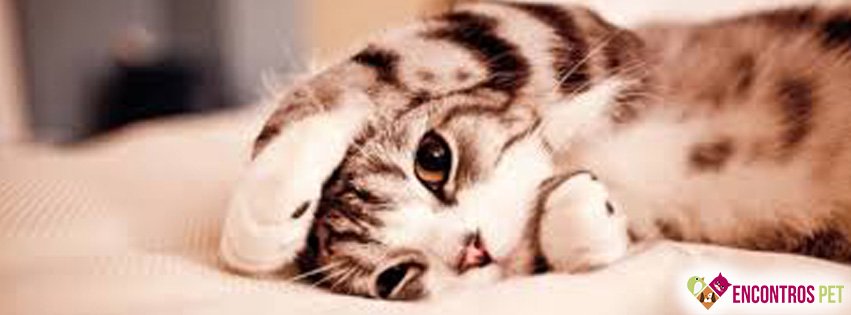 30 Capas para Facebook de Gatos Fofos