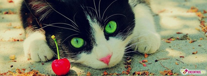 30 Capas para Facebook de Gatos Fofos