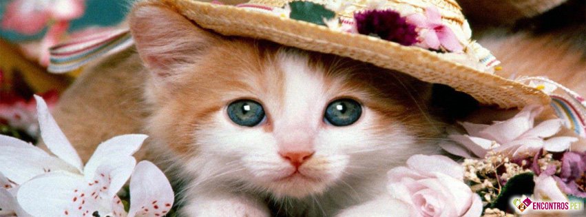 30 Capas para Facebook de Gatos Fofos