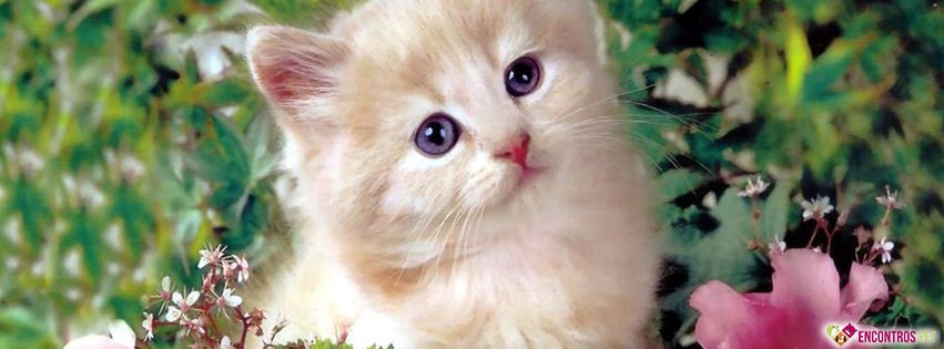 30 Capas para Facebook de Gatos Fofos