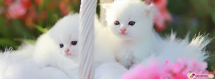 30 Capas para Facebook de Gatos Fofos